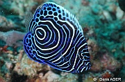 Pomacanthus imperator juv-Liwutonkidi Island-20m-20180604-Denis-ADER-DSC_3817_tn